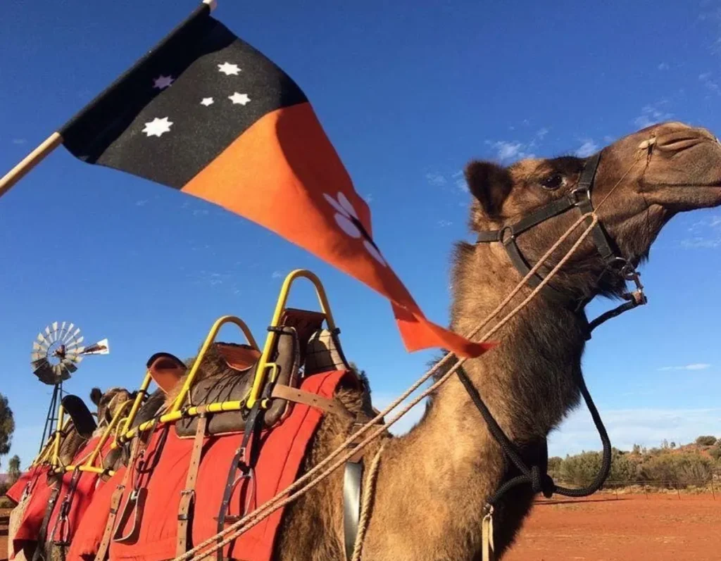 Camel Tours Around Uluru