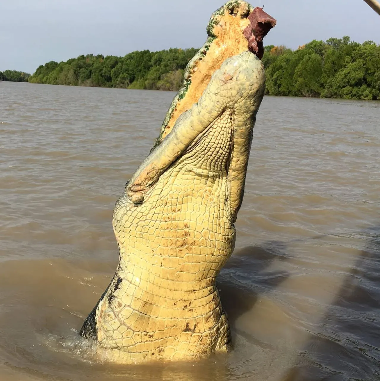 Blue Ridge Alchemy | Which Jumping Croc Cruise Is Best for 2025? Choosing Your Crocodile Cruise Style