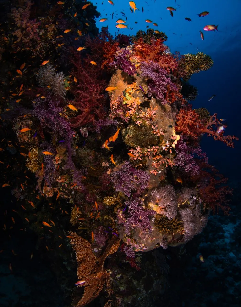 Great Barrier Reef Tours