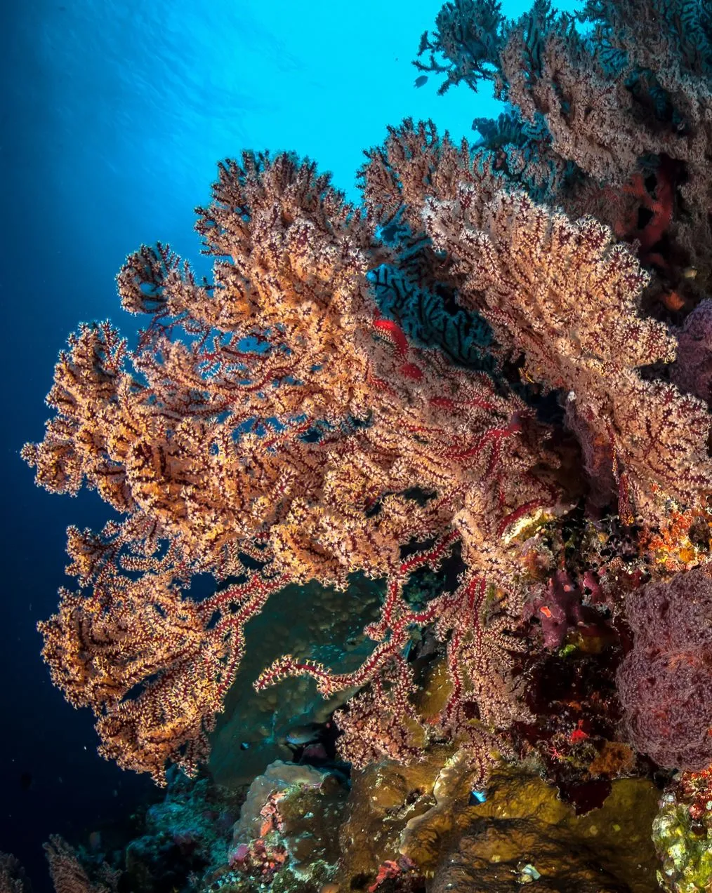 How Reef Levels Shift Across Regions