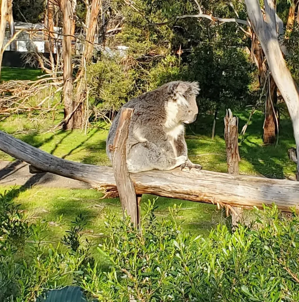 Koala Conservation Reserve