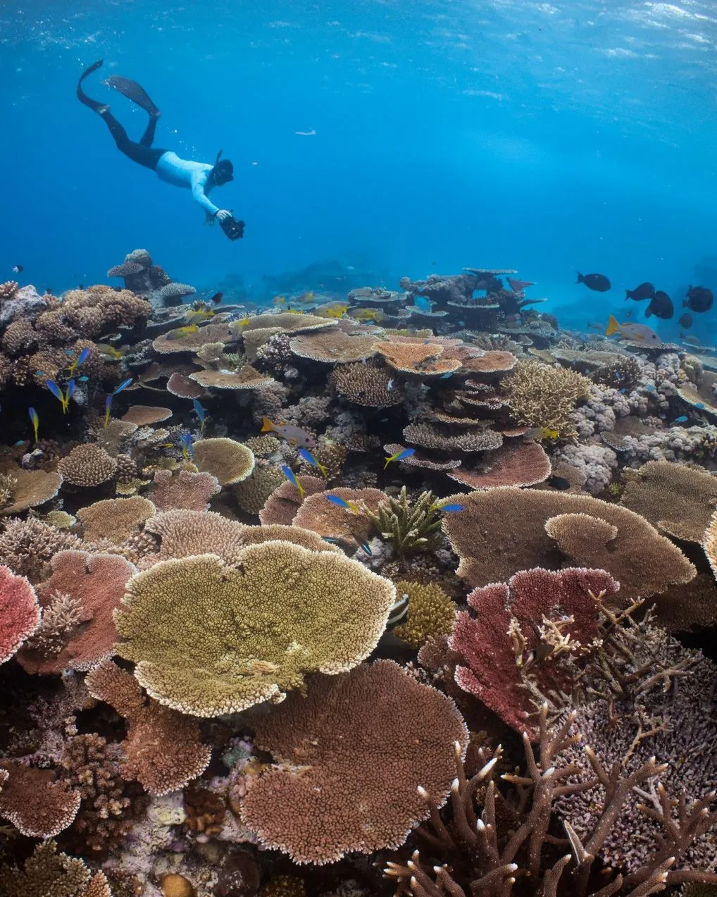 Mid-Depth Reefs For Snorkellers And First-Time Divers
