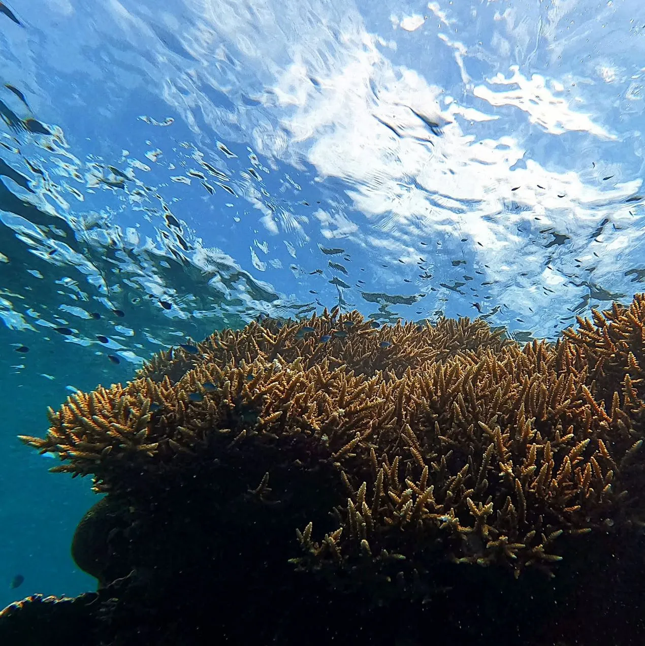 Natural Forces At Work
