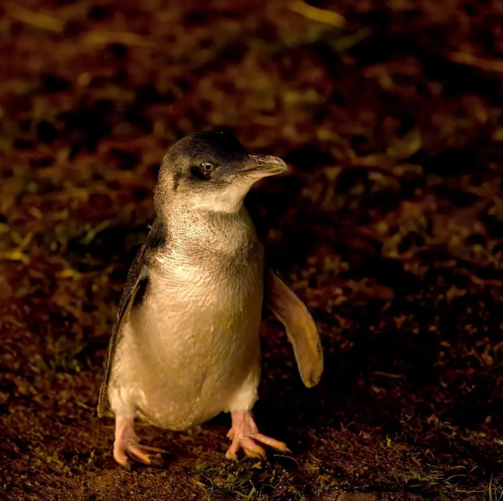 Penguin Parade, Phillip Island