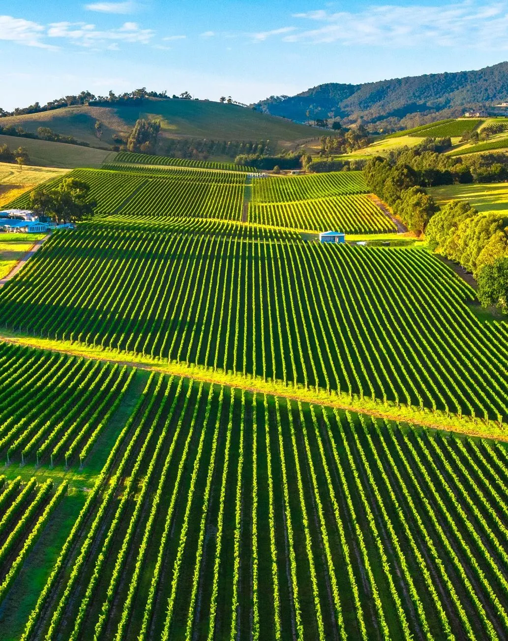 Summer (December – February), Yarra Valley