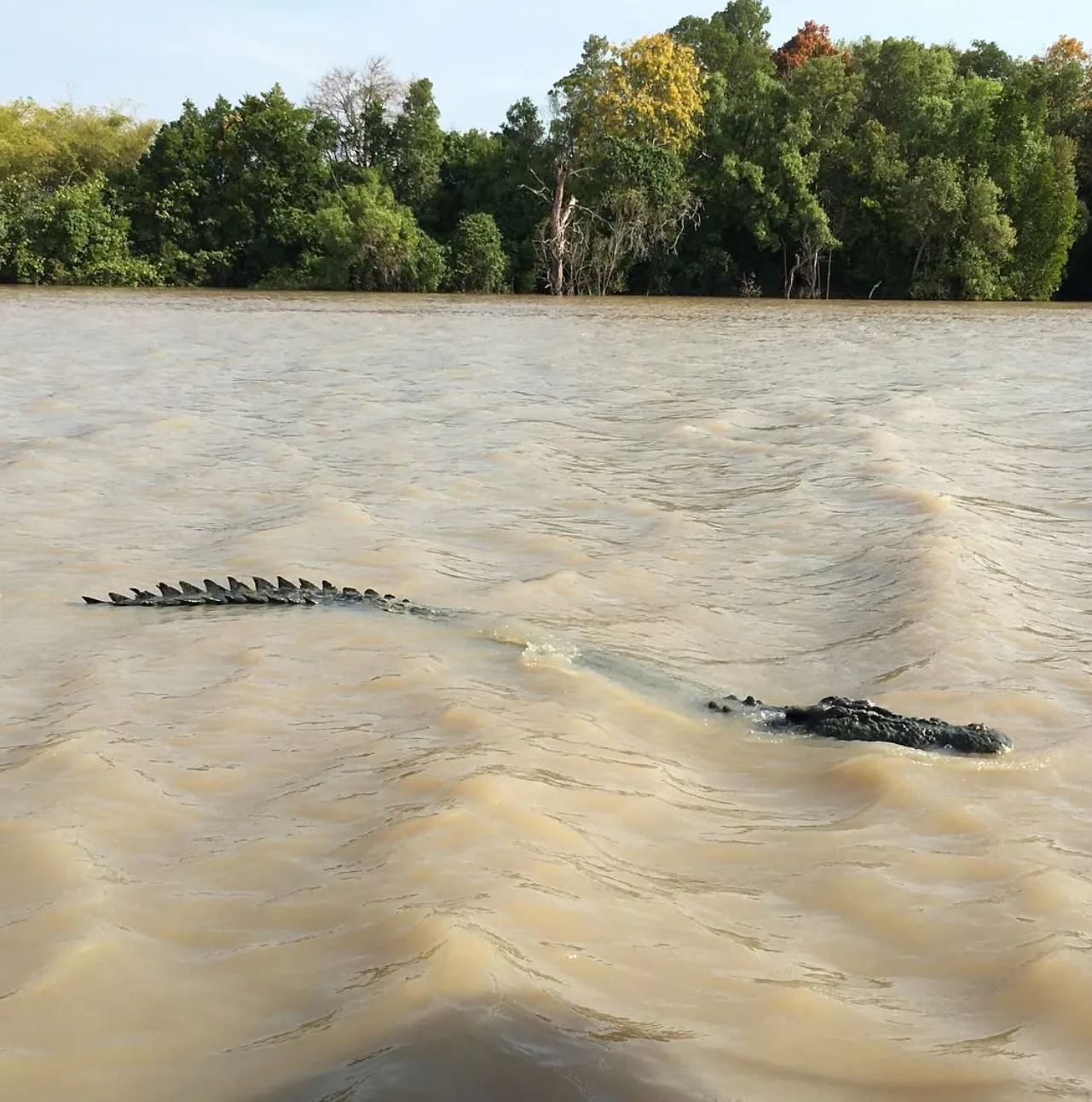 Blue Ridge Alchemy | Which Jumping Croc Cruise Is Best for 2025? Timing It Right, Seasons and Conditions