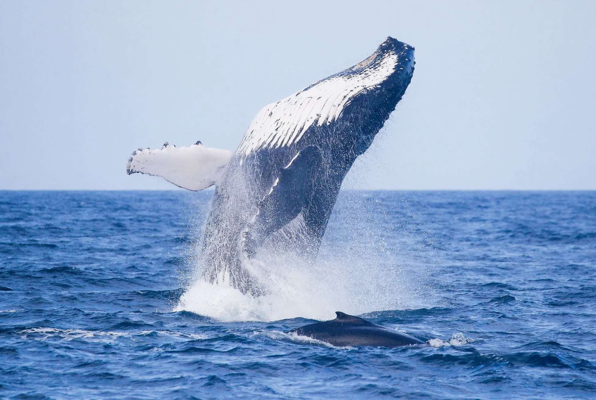 Winter (June – August), For Dramatic Scenery and Whale Watching