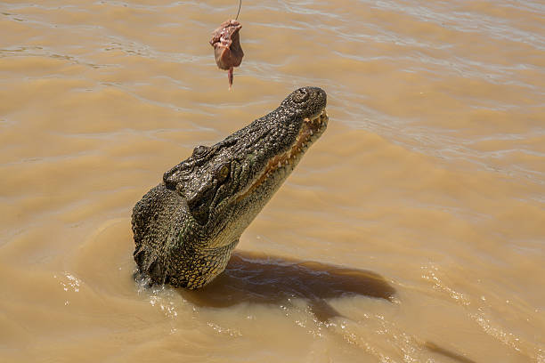 Thrilling Crocodile Jumping Expedition