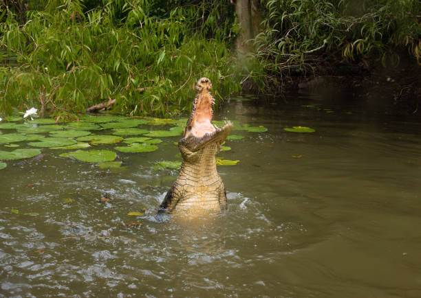 Blue Ridge Alchemy | Jumping Crocodile Tours & Wildlife Adventures on Adelaide River Cruises